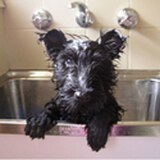 Waldo vs. The Groomer