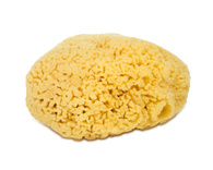 Sea Sponge